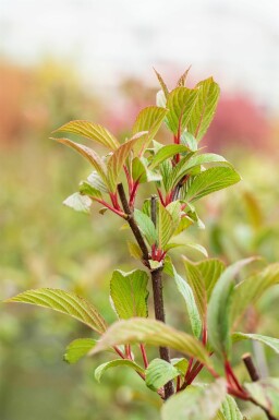 Viburnum bodnantense 'Charles Lamont' busk 30-40 cm