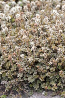 Lillebladet bjørneklokke Acaena microphylla 5-10 potte P9 Acaena microphylla
