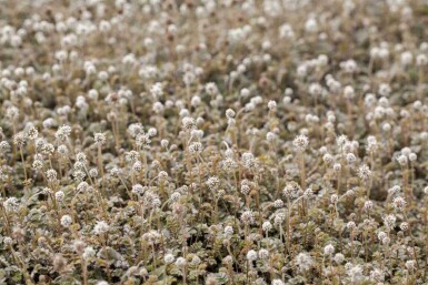 Lillebladet bjørneklokke Acaena microphylla 5-10 potte P9 Acaena microphylla