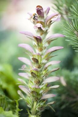 Bjørnetidsel Acanthus hungaricus 5-10 potte P9 Acanthus hungaricus