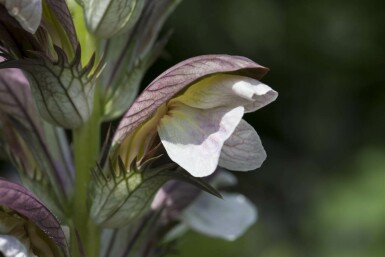 Bjørnetidsel Acanthus hungaricus 5-10 potte P9 Acanthus hungaricus