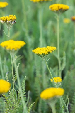Røllike Achillea filipendulina 'Coronation Gold' 5-10 potte P9 Achillea filipendulina 'Coronation Gold'
