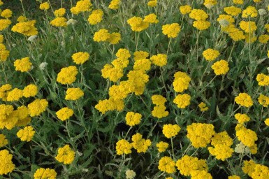 Røllike Achillea filipendulina 'Coronation Gold' 5-10 potte P9 Achillea filipendulina 'Coronation Gold'
