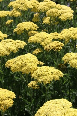 Røllike Achillea filipendulina 'Credo' 5-10 potte P9 Achillea filipendulina 'Credo'