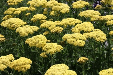 Røllike Achillea filipendulina 'Credo' 5-10 potte P9 Achillea filipendulina 'Credo'
