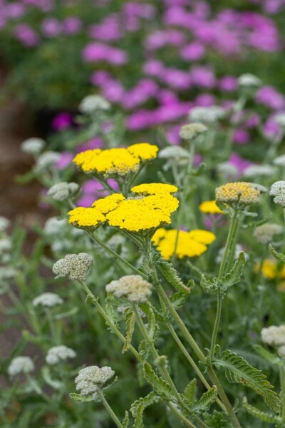 Nyserod Achillea clypeolata 'Moonshine' 5-10 potte P9 Achillea clypeolata 'Moonshine'