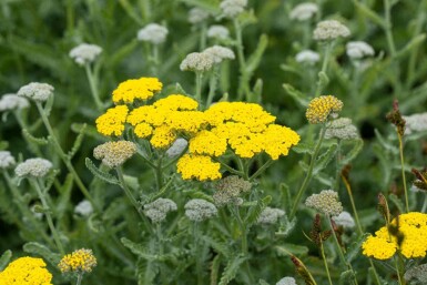 Nyserod Achillea clypeolata 'Moonshine' 5-10 potte P9 Achillea clypeolata 'Moonshine'