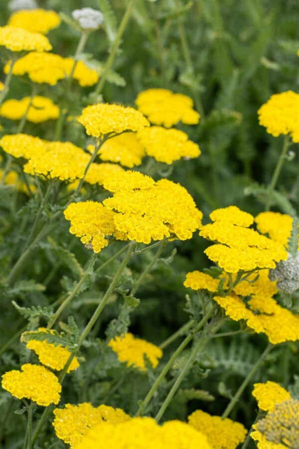 Nyserod Achillea clypeolata 'Moonshine' 5-10 potte P9 Achillea clypeolata 'Moonshine'