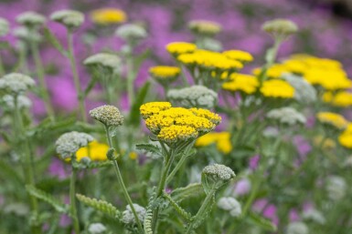 Nyserod Achillea clypeolata 'Moonshine' 5-10 potte P9 Achillea clypeolata 'Moonshine'