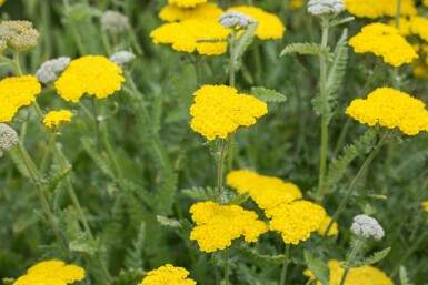 Nyserod Achillea clypeolata 'Moonshine' 5-10 potte P9 Achillea clypeolata 'Moonshine'