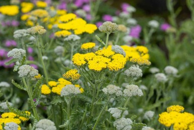 Nyserod Achillea clypeolata 'Moonshine' 5-10 potte P9 Achillea clypeolata 'Moonshine'