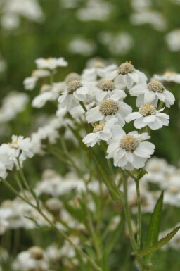 Røllike Achillea ptarmica 5-10 potte P9 Achillea ptarmica