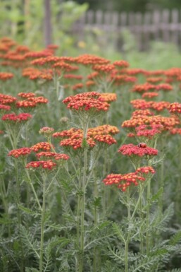 Røllike Achillea millefolium 'Safran' 5-10 potte P9 Achillea millefolium 'Safran'