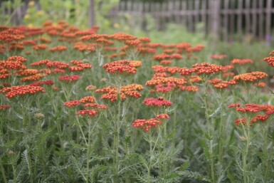 Røllike Achillea millefolium 'Safran' 5-10 potte P9 Achillea millefolium 'Safran'