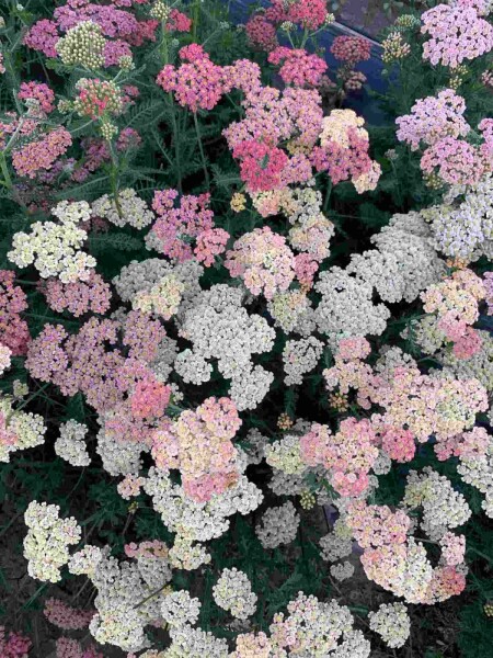 Røllike Achillea millefolium 'Summer Pastels' 5-10 potte P9 Achillea millefolium 'Summer Pastels'