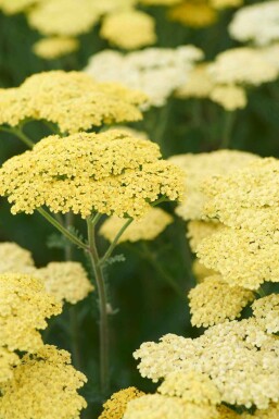 Rørhvene Achillea 'Taygetea' 5-10 potte P9 Achillea 'Taygetea'