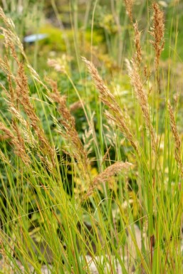 Stormhat Achnatherum calamagrostis 5-10 potte P9 Achnatherum calamagrostis
