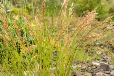 Stormhat Achnatherum calamagrostis 5-10 potte P9 Achnatherum calamagrostis