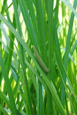 Kalmus Acorus calamus 5-10 potte P9 Acorus calamus