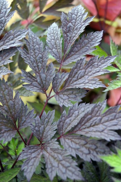 Chokolade ormedrue Actaea simplex 'Chocoholic' 5-10 potte P9 Actaea simplex 'Chocoholic'