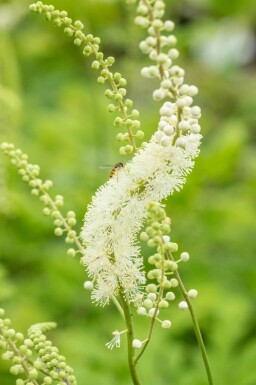 Sort cohosh Actaea racemosa 5-10 potte P9 Actaea racemosa