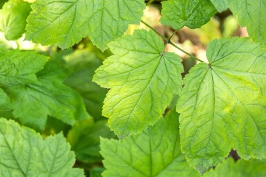 Sort cohosh Actaea racemosa 5-10 potte P9 Actaea racemosa