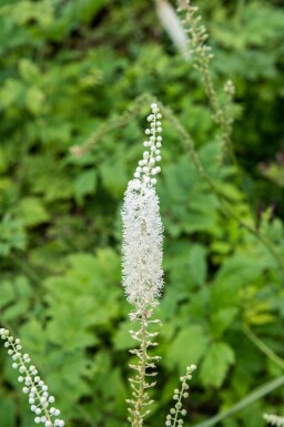 Actaea racemosa
