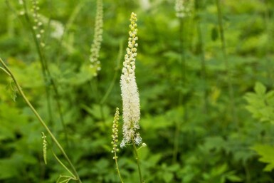 Actaea racemosa