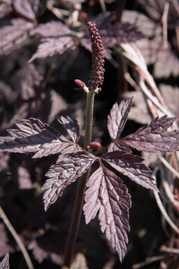 Sølvlys Actaea simplex 'Pink Spike' 5-10 potte P9 Actaea simplex 'Pink Spike'