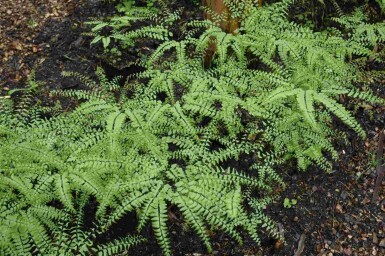 Venushår Adiantum pedatum 5-10 potte P9 Adiantum pedatum