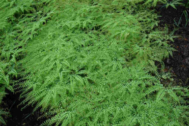 Venushår Adiantum pedatum 5-10 potte P9 Adiantum pedatum