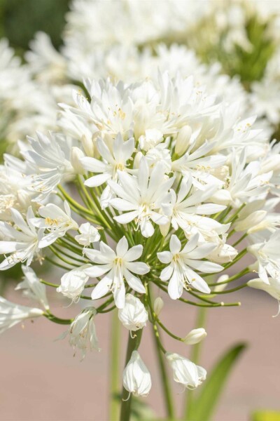 Skærmlilje Agapanthus africanus 'Albus' 5-10 potte P9 Agapanthus africanus 'Albus'