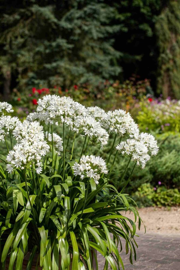 Skærmlilje Agapanthus africanus 'Albus' 5-10 potte P9 Agapanthus africanus 'Albus'