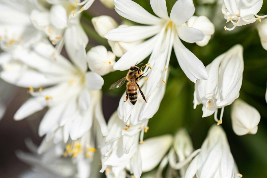 Skærmlilje Agapanthus africanus 'Albus' 5-10 potte P9 Agapanthus africanus 'Albus'