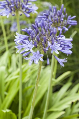 Afrikansk skærmlilje Agapanthus africanus 5-10 potte P9 Agapanthus africanus