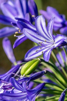 Skærmlilje Agapanthus hybride 'Northern Star' 5-10 potte P9 Agapanthus hybride 'Northern Star'