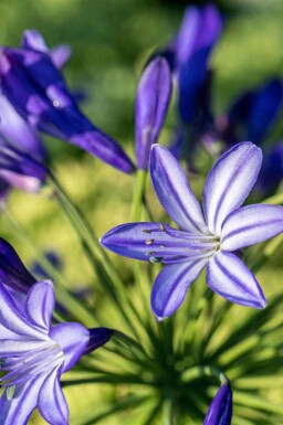 Skærmlilje Agapanthus hybride 'Northern Star' 5-10 potte P9 Agapanthus hybride 'Northern Star'