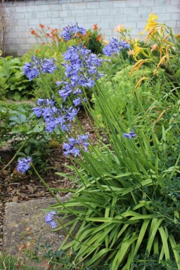 Skærmlilje Agapanthus africanus 'Peter Pan' 5-10 potte P9 Agapanthus africanus 'Peter Pan'