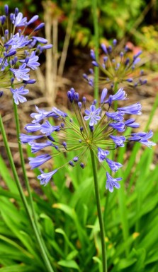 Skærmlilje Agapanthus africanus 'Sunfield' 5-10 potte P9 Agapanthus africanus 'Sunfield'