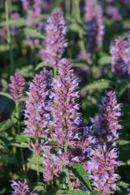 Anisisop Agastache rugosa 'Beelicious Purple' 5-10 potte P9 Agastache rugosa 'Beelicious Purple'