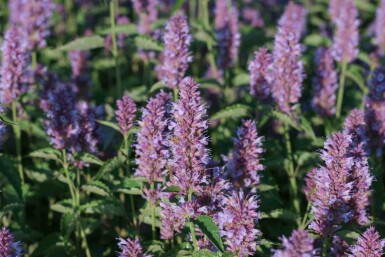 Anisisop Agastache rugosa 'Beelicious Purple' 5-10 potte P9 Agastache rugosa 'Beelicious Purple'