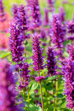Anisisop Agastache rugosa 'Blue Boa' 5-10 potte P9 Agastache rugosa 'Blue Boa'