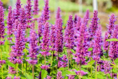 Anisisop Agastache rugosa 'Blue Boa' 5-10 potte P9 Agastache rugosa 'Blue Boa'