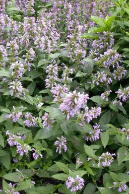 Anisisop Agastache foeniculum 5-10 potte P9 Agastache foeniculum