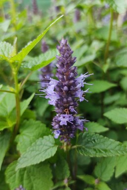 Anisisop Agastache rugosa 'Little Adder' 5-10 potte P9 Agastache rugosa 'Little Adder'