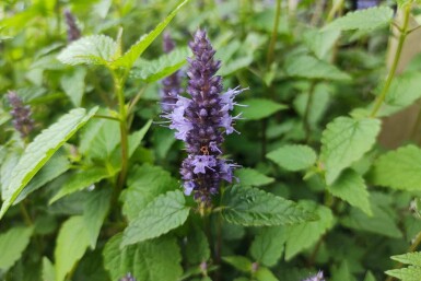 Anisisop Agastache rugosa 'Little Adder' 5-10 potte P9 Agastache rugosa 'Little Adder'