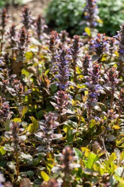 Krybende læbeløs Ajuga reptans 'Braunherz' 5-10 potte P9 Ajuga reptans 'Braunherz'