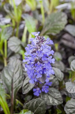 Krybende læbeløs Ajuga reptans 'Braunherz' 5-10 potte P9 Ajuga reptans 'Braunherz'