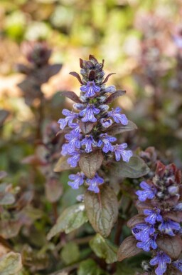 Krybende læbeløs Ajuga reptans 'Chocolate Chip' 5-10 potte P9 Ajuga reptans 'Chocolate Chip'