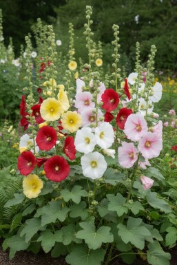 Gul stokrose Alcea ficifolia 5-10 potte P9 Alcea ficifolia
